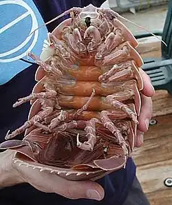 Isópodo Gigante (Bathynomus giganteus) puede crecer hasta 0.76 metros de longitud.