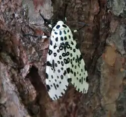 polilla gigante leopardo Hypercompe scribonia