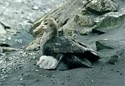 Petrel con su polluelo