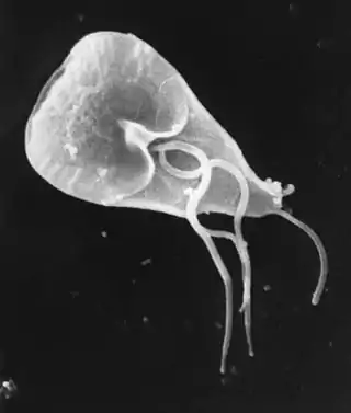 Giardia lamblia (Diplomonadida, Fornicata)