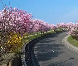 Almendros en flor en Gimmeldingen