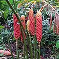 Inflorescencias maduras