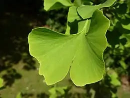 Ginkgo              (poco común)