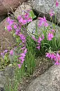 Gladiolus illyricus