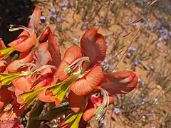 Gladiolus alatus