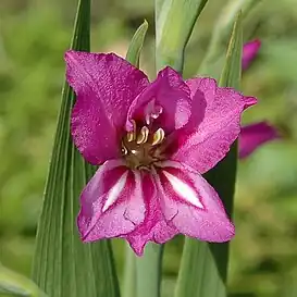 Gladiolus imbricatus