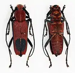 Glenea dimorpha