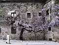 Glicinia que trepa por la pared del Museo de la Radio (Casa de los Escudos) en Ponferrada (El Bierzo).