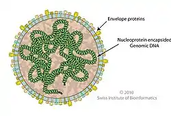 Cápside de la familia Globuloviridae que infecta arqueas.