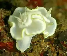 Glossodoris pallida