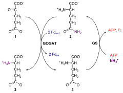 Glutamina oxoglutarato aminotransferasa y glutamina sintetasa