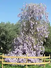 La glicina es una planta guiadora leñosa. Su órgano de fijación es su tallo voluble.