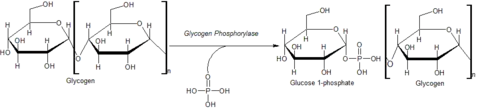 Action of Glycogen Phosphorylase on Glycogen