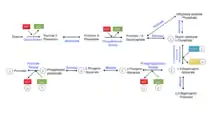 La glucólisis incluye cuatro fosforilaciones, dos que crean ATP a partir de ADP y dos que usan ATP y lo convierten en ADP. La glucólisis es el primer paso del metabolismo e incluye diez reacciones que finalmente dan como resultado una molécula de glucosa que produce dos moléculas de piruvato.