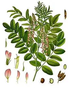 Glycyrrhiza glabra L.