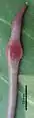 Glyphidrilus chaophraya.