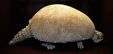 Reconstrucción gráfica del Glyptodon basado en las corazas encontradas.