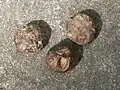 Cápsulas leñosas, mostrando un hueco desde donde las semillas germinaron