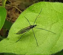 Gnophomyia tristissima