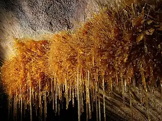 Geología: Espeleotemas en la cueva de Goikoetxe (Busturia, Vizcaya).