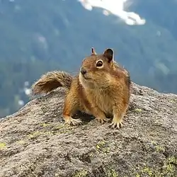 Ardilla de manto dorado de las Cascadas en el parque nacional del Monte Rainier