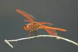 Libellula auripennis