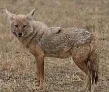 Lobo dorado africano