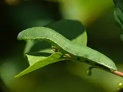 Larva