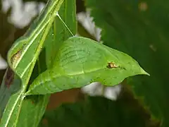 Pupa