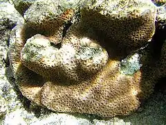 Goniastrea stelligera