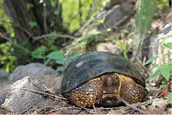 Tortuga de Matorral de Sinaloa (Gopherus evgoodei).