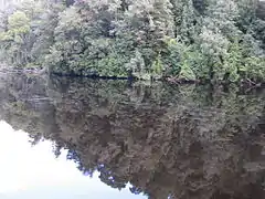 Reflejo del bosque sobre el río Gordon