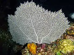 Gorgonia mariae. Cuba. Isla de la Juventud.