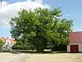 Roble en la estación Ava en Fårö (mencionado por Carlos Linneo en 1741), su tronco tiene un perímetro de aproximadamente 6 metros.