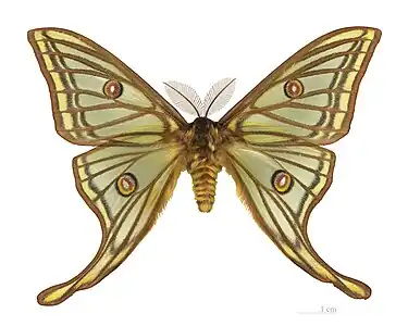 Graellsia Isabellae es una mariposa (lepidoctero) autóctona europea que fue descubierta por el naturalista, científico y Director del MNCN Mariano de la Paz Graells en 1848 durante un paseo por el campo con su perro