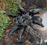 Grammostola pulchra