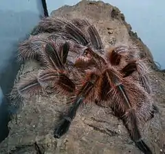 Hembra de Grammostola rosea