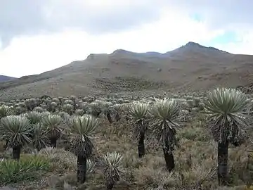 El Páramo de Cruz Verde se encuentra en la cuenca del río Teusacá