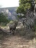 Ejemplar de borrego del desierto