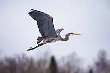 Garza azulada en Quebec, Canadá