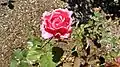 Rosa 'Dean Collins', Lammerts 1953. En el Bush's Pasture Park Rose Garden, Salem.