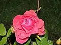 Grandiflora 'El Capitan', Swim 1959.  En el Bush's Pasture Park Rose Garden, Salem (Oregón).