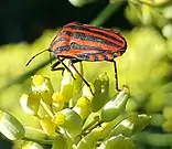 Escarabajo Graphosoma lineatum.