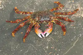 G. albolineatus en Karwar, Karnataka, India