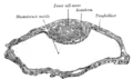 Vesícula blastodérmica de Vespertilio murinus.