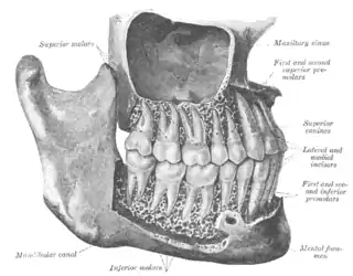 Los dientes y su relación con el seno maxilar.