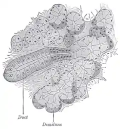 Sección de glándula submaxilar. Conducto semidiagramático. 200x.