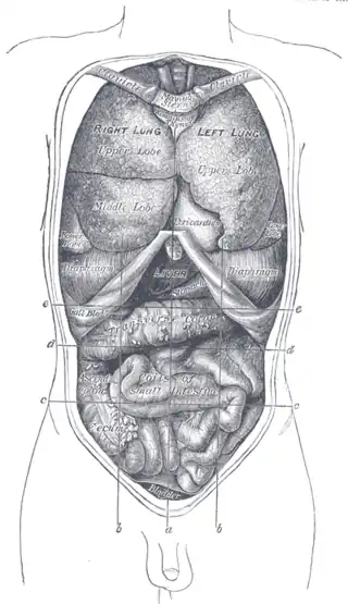 Vista frontal de las vísceras torácicas y abdominales.a. Plano medio.b. Planos sagitales.c. Plano intertubercular.d. Plano subcostal.e. Plano transpilórico.