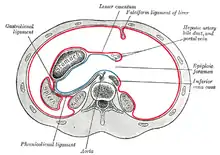 Disposición horizontal del peritoneo en la parte superior del abdomen.