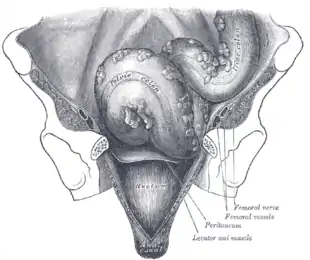 Partes del colon y recto visto de frente, después de retirar los huesos púbicos y la vejiga.